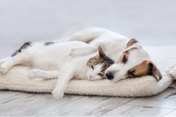 Стерилизация собак и кошек: что важно учитывать владельцу