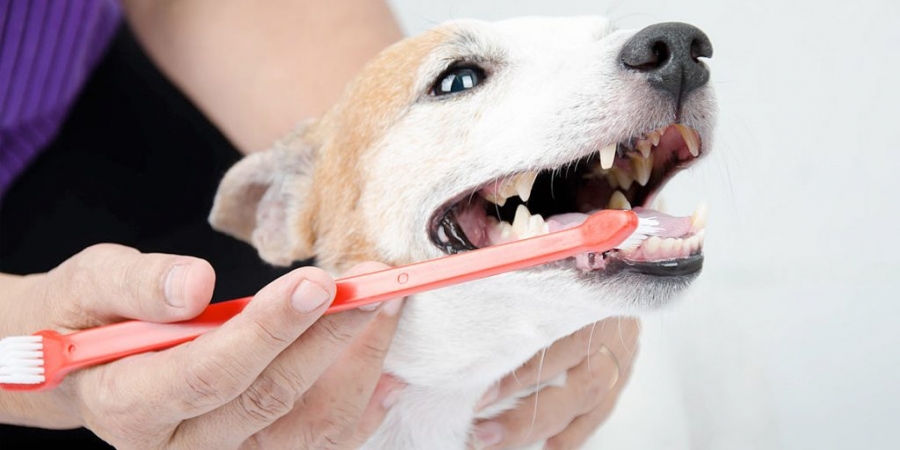 Лечение зубов у собак и кошек: когда нужно обратиться к ветеринару-стоматологу?