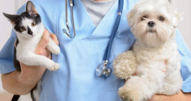 Вакцинация кошек и собак: какие прививки и когда необходимы вашему питомцу