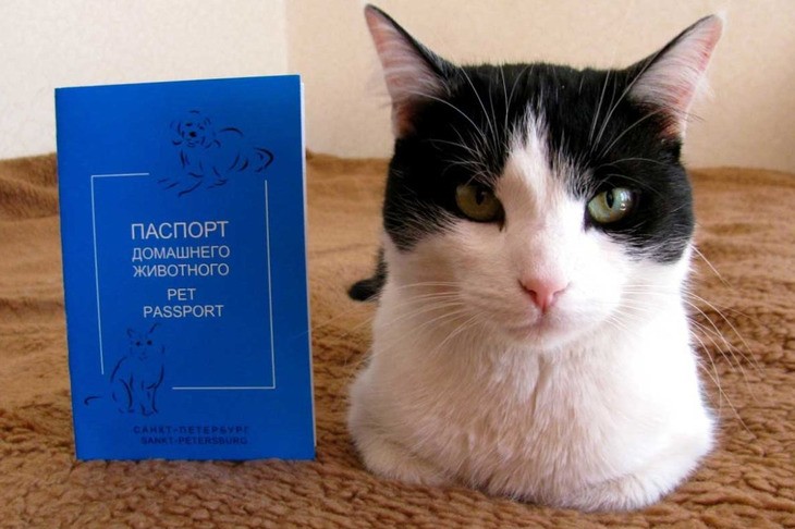Оформление ветеринарного паспорта