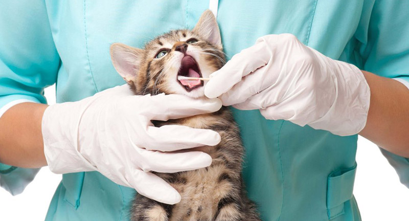 Чем поможет ветеринар-стоматолог