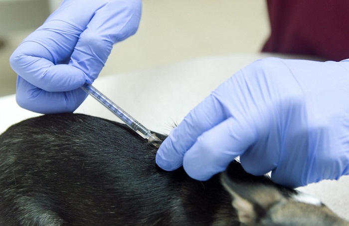 Прививки для домашних животных: вакцинация кошек и собак