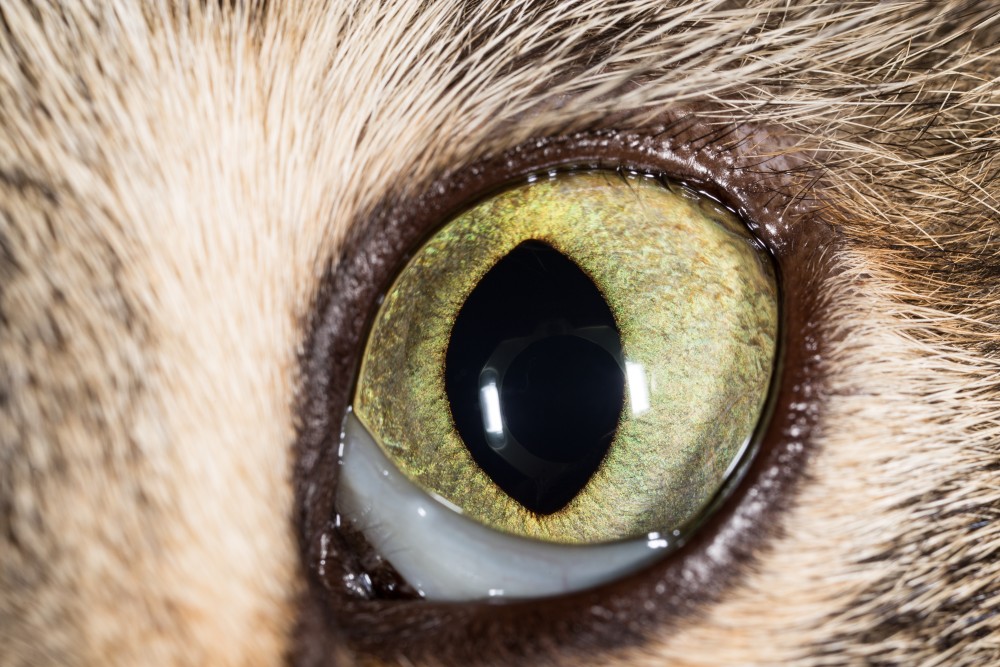 Почему у кота глаза слезятся: причины и способы лечения