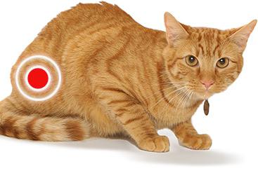 Как рацион влияет на состояние почек кастрированных кошек: исследование