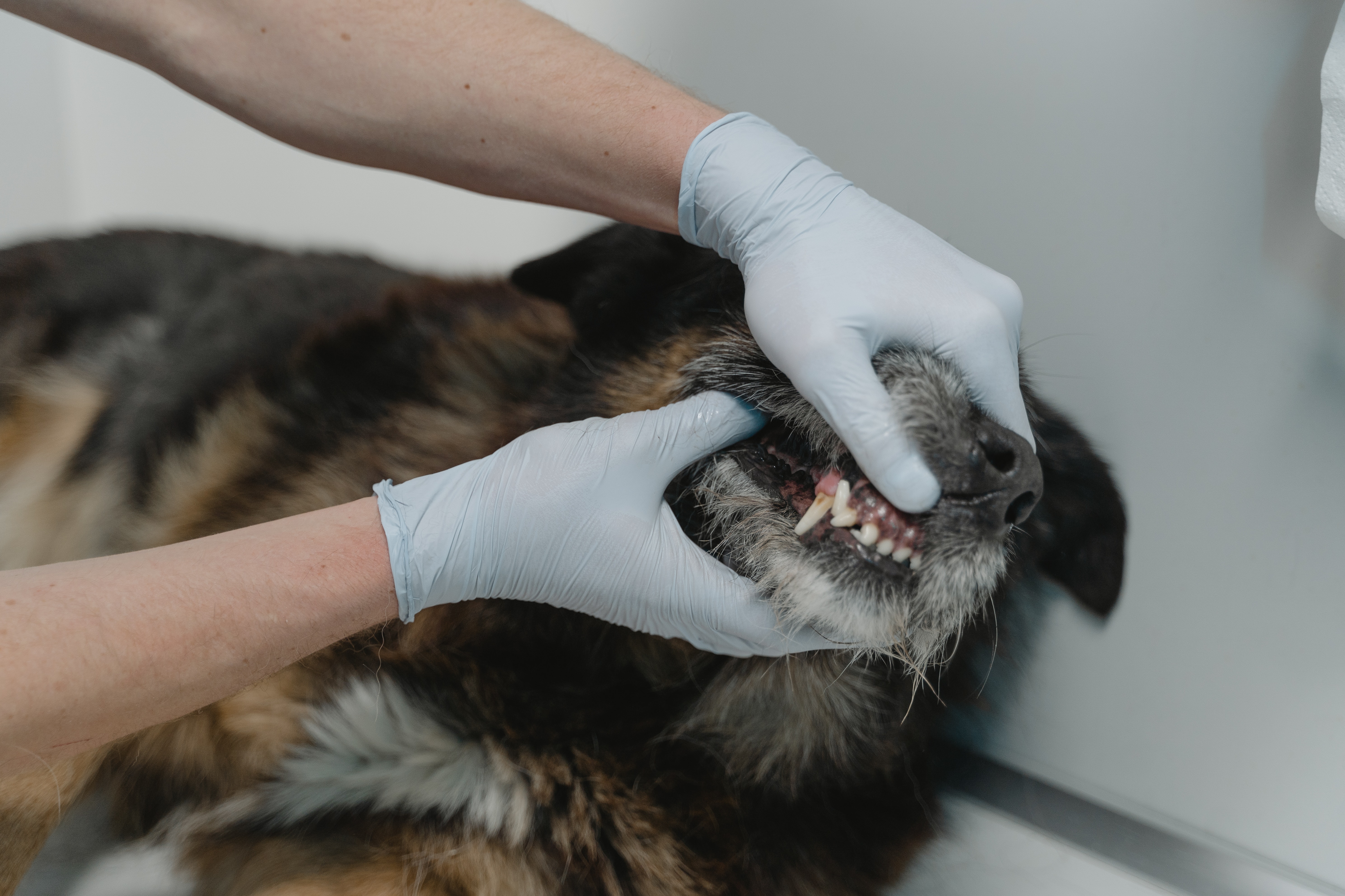 Зачем посещать ветеринарного стоматолога?