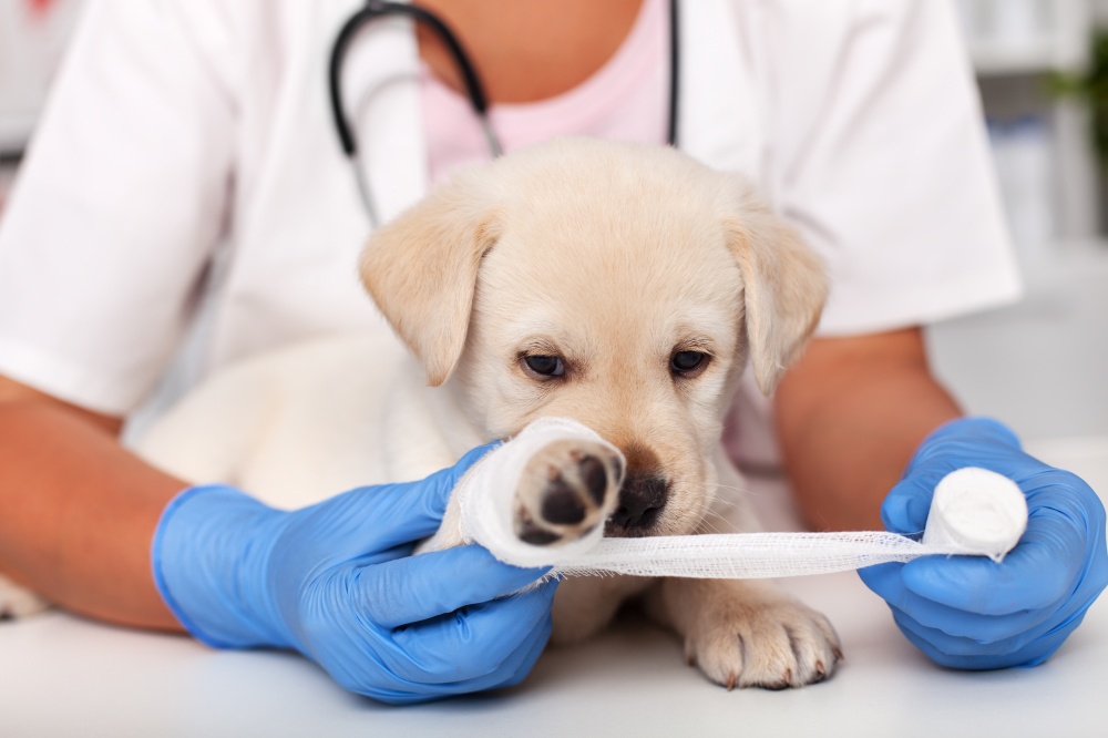 Хромота у домашних животных: причины и возможное лечение