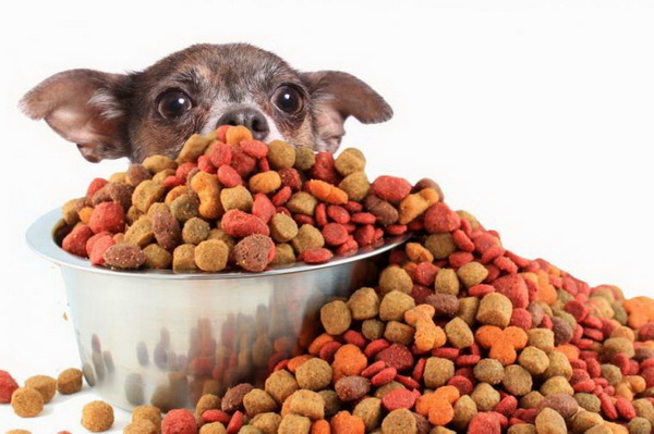 Сухой корм для собак: виды, преимущества, недостатки