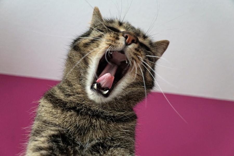 Как ухаживать за полостью рта кошки