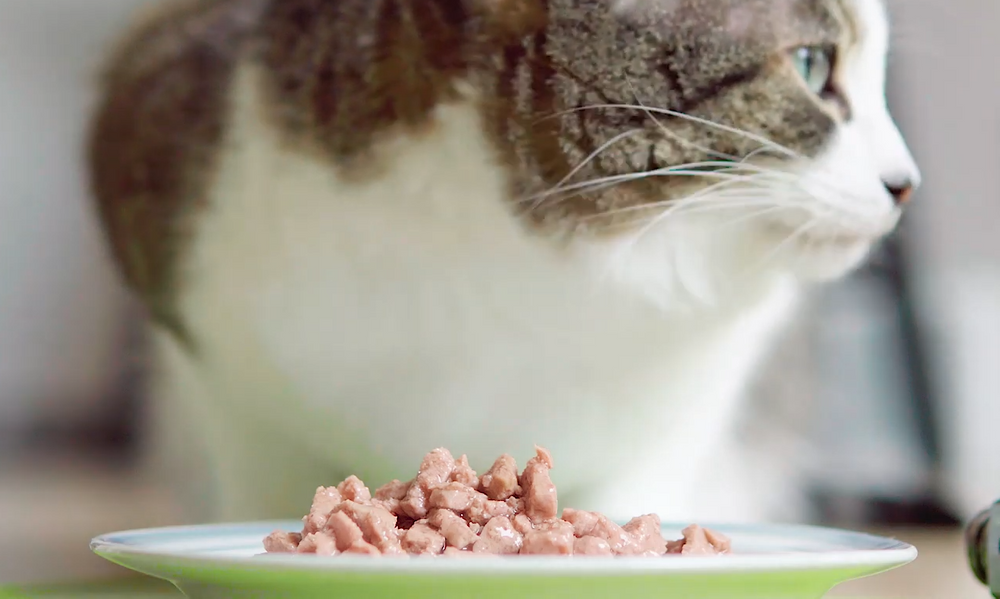 Дешевый корм - опасность: миф или нет? Чем кормить кота для длинной жизни