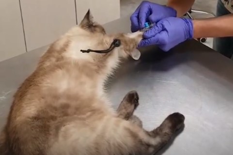 анализ крови кота